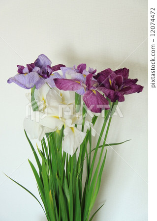 切花鳶尾花2 切花鳶尾花2 12074472