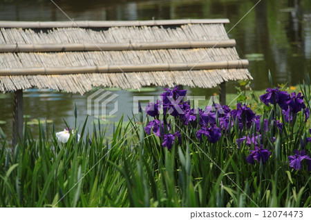 哈娜莎華 12074473