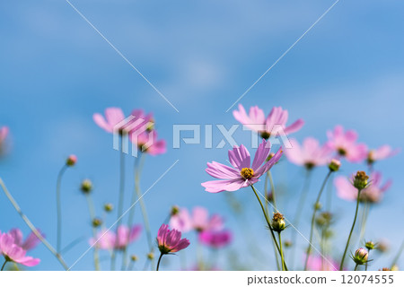 秋天的櫻桃樹 秋天的櫻桃樹 12074555