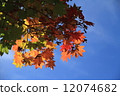 Sunlight through the fall 12074682