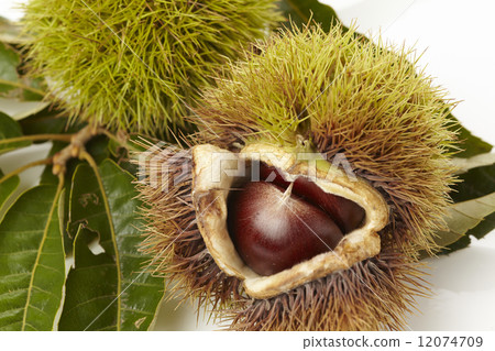 Chestnut  12074709