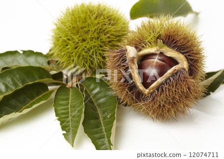 Chestnut  12074711