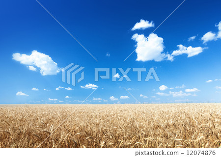 wheat field and sunny day 12074876