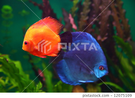 red and blue discus fish 12075109