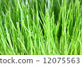 meadow close-up 12075563