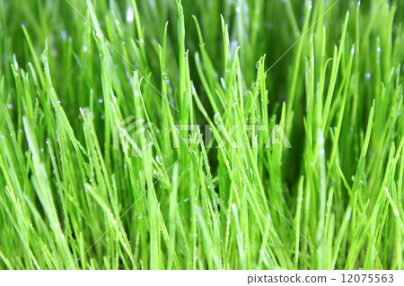 meadow close-up 12075563