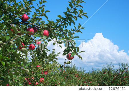 Red apple 12076451
