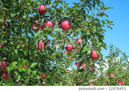 Bright red apple Bright red apple 12076453