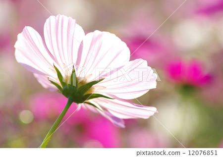 Emerging Cosmos Fresh 12076851