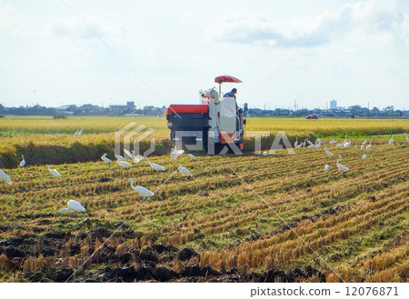 水稻收穫(Combine和Shirasagi都很擁擠!)1(Shirasagi只有一個。編號124485859) 水稻收穫(Combine和Shirasagi都很擁擠!)1(Shirasagi只有一個。編號124485859) 12076871