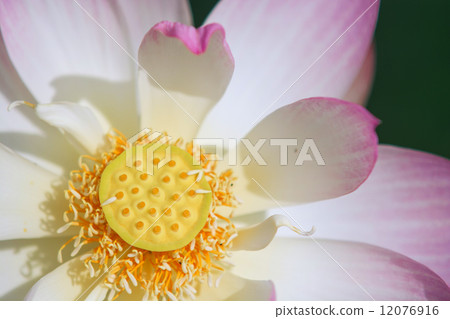 Lotus flower Lotus flower 12076916