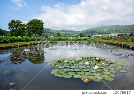 Lotus flower Lotus flower 12076917