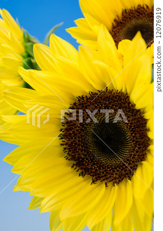 Sun Flower Sun Flower 12076919