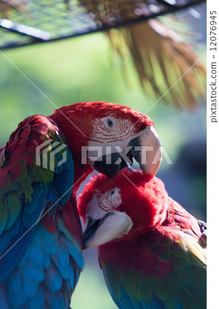 Scarlet macaw 12076945
