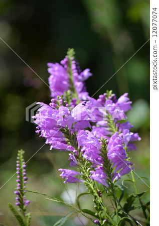 Hanatraneo (flower tiger's tail) 12077074