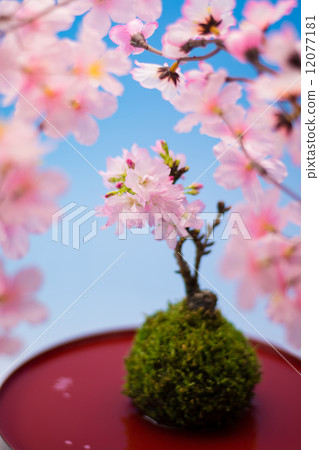 Sakura Bonsai 12077181