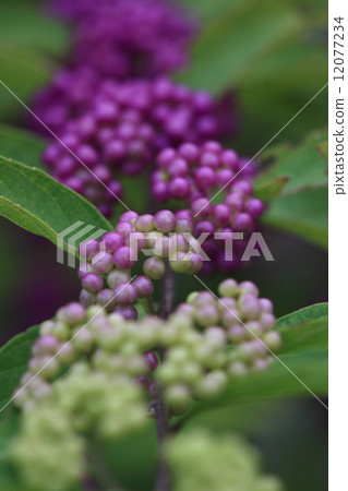 天然植物Komurasaki，逐漸變得分散的果實從白色到鮮豔的紫色② 12077234