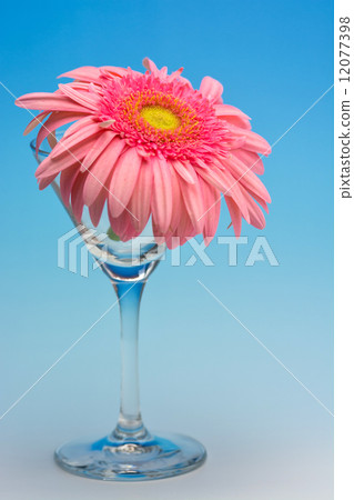 雛菊 雛菊 12077398