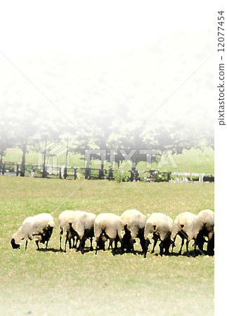 新年/綿羊/ 2015_02 12077454