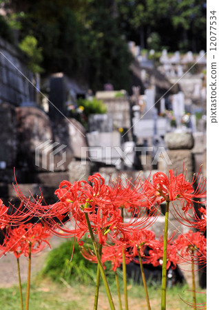A cluster amaryllis of Sogou-ji A cluster amaryllis of Sogou-ji 12077534