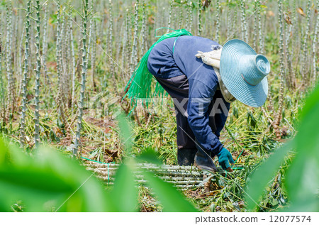 Farmer in cassava farm field Farmer in cassava farm field 12077574