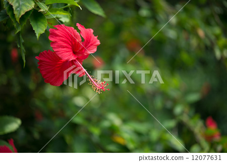 Hibiscus 12077631