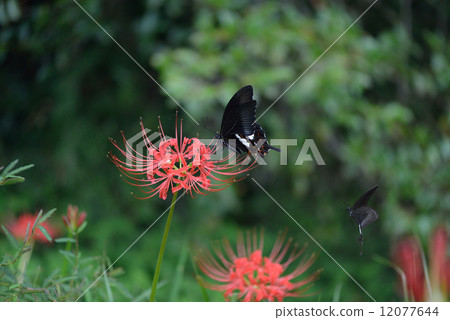 男性和女性的Monkeyeagheha 男性和女性的Monkeyeagheha 12077644