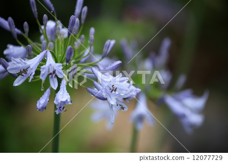 百子蓮 百子蓮 12077729