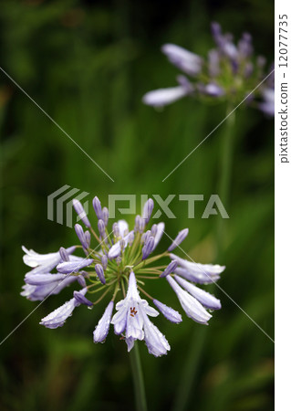 百子蓮 百子蓮 12077735