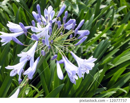 Agapanthus Agapanthus 12077737