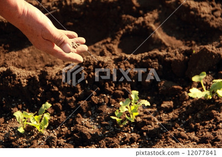 Sow fertilizer Sow fertilizer 12077841