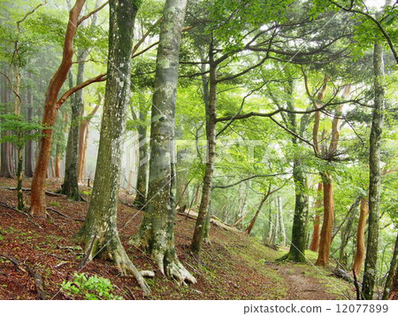Mountain path near Amagi Pass 12077899