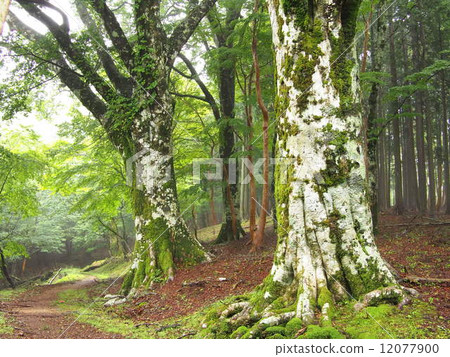 Amagi通行證附近的布納和山路徑 12077900