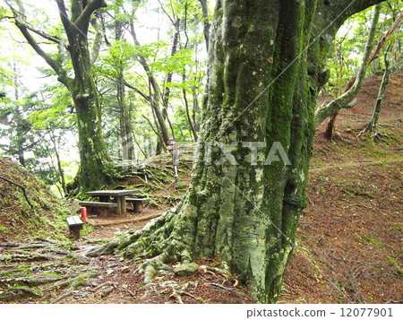 A large beech standing on Amagi Pass and a resting place 12077901