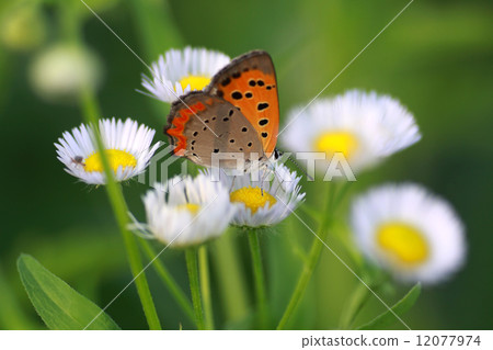 Butterflies and flowers 12077974