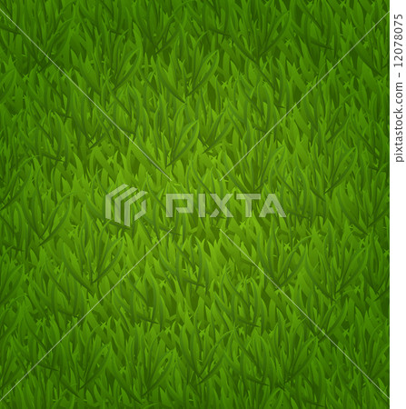 Green grass field, nature background Green grass field, nature background 12078075