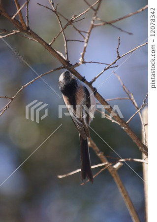 My name is Enoka. It is a small bird. 12078342