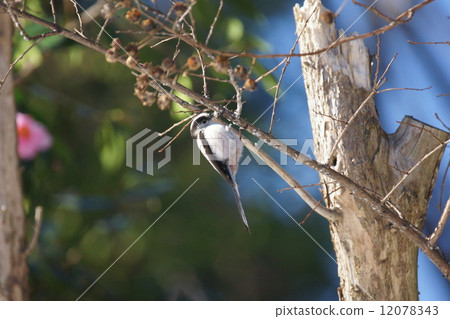 My name is Enoka. It is a small bird. 12078343