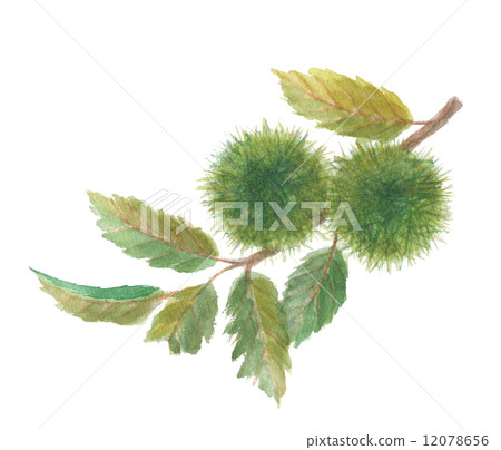 Saki chestnut Saki chestnut 12078656