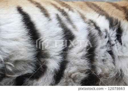 Tiger coat 12078663
