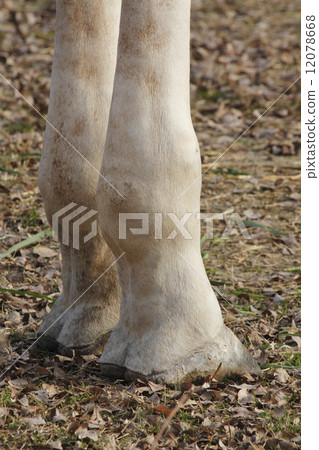 Giraffe's foot 12078668