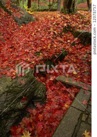 Momige變濕和堆積 Momige變濕和堆積 12078757