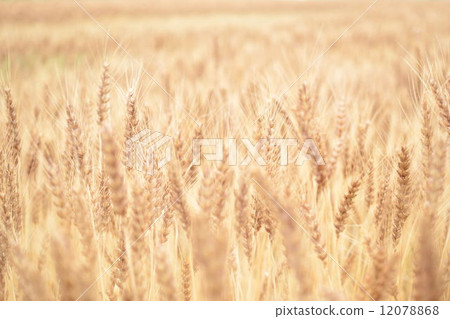 Barley 12078868