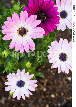 雛菊 雛菊 12079086