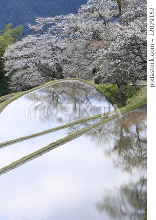 櫻桃樹 櫻桃樹 12079152