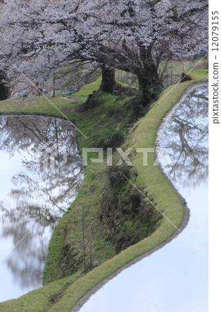 Cherry Blossoms	 12079155