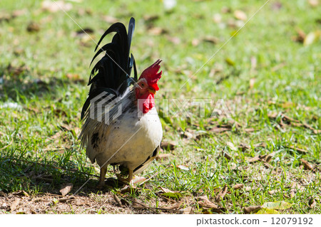 colorful of the bantam colorful of the bantam 12079192