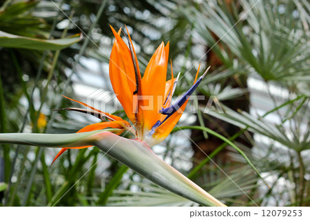 bird of paradise flowers 12079253