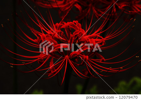 Cluster amaryllis 12079470