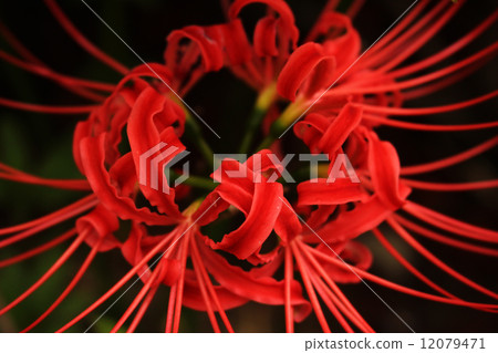 Cluster amaryllis 12079471